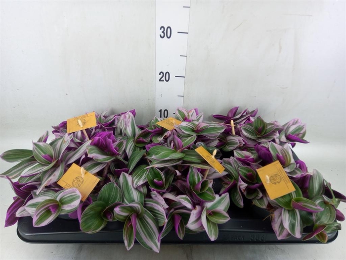 <h4>Tradescantia cerinth. 'Nanouk'</h4>