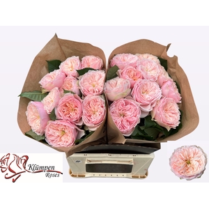 R GR TENDER LOVE