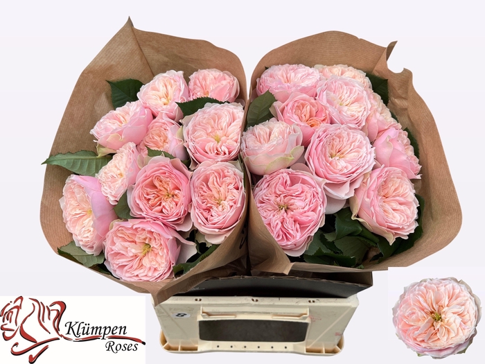 <h4>R GR TENDER LOVE</h4>