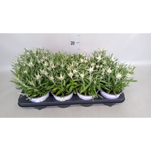 Leontopodium alpinum 'Matterhorn'