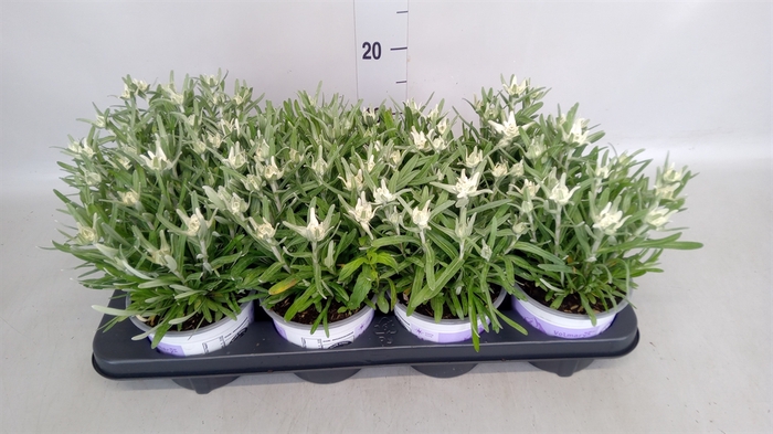 <h4>Leontopodium alpinum 'Matterhorn'</h4>