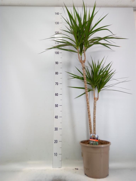 <h4>Dracaena marg.</h4>
