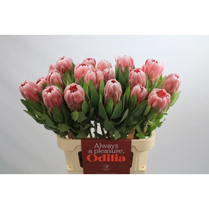 Protea Carnival