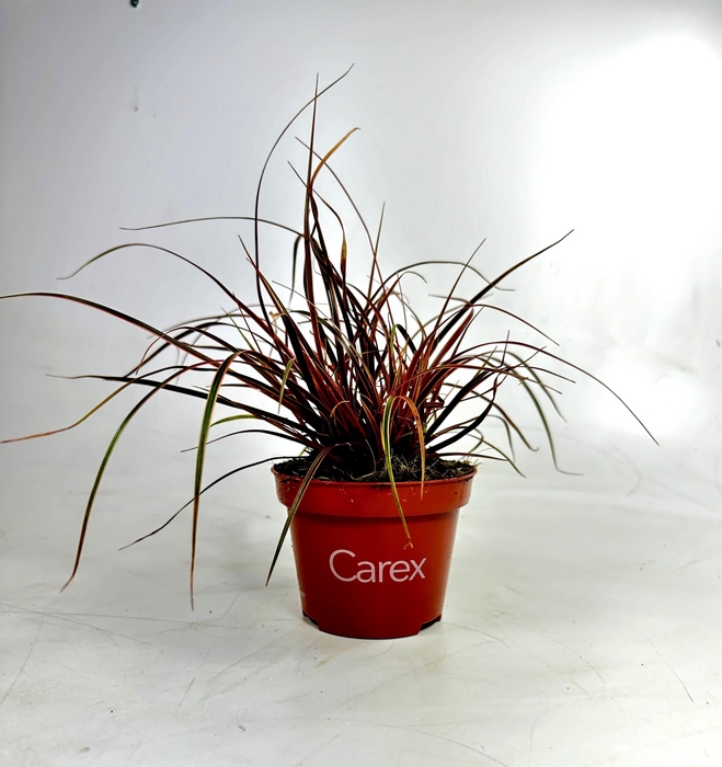 <h4>Uncinia Everflame</h4>