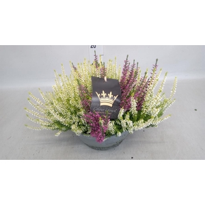 Calluna vulg. 'Beauty L CCrow' ..mx