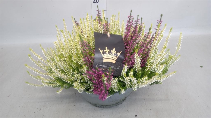 <h4>Calluna vulg. 'Beauty L CCrow' ..mx</h4>
