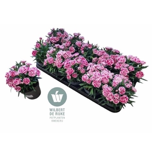 !! PROMO !! DIAN OSCAR PINK P12