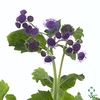Ageratum Blue
