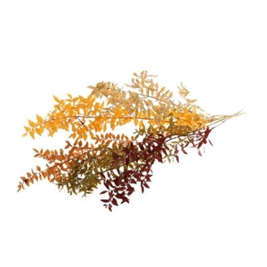 Ruscus Autumn Mix Slv