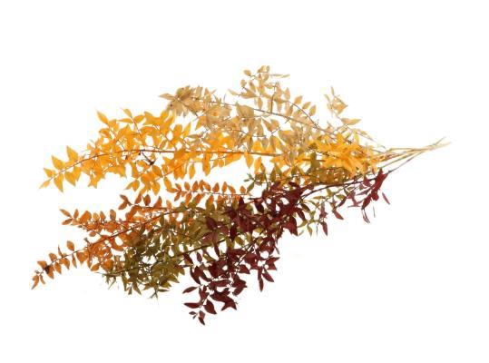 Ruscus Autumn Mix Slv