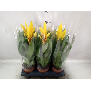 Vriesea  'Intenso Yellow'