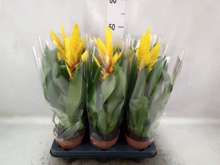 <h4>Vriesea  'Intenso Yellow'</h4>