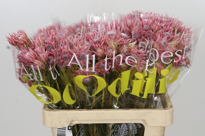<h4>Blushing Bride Pink 2/5 Flowers</h4>