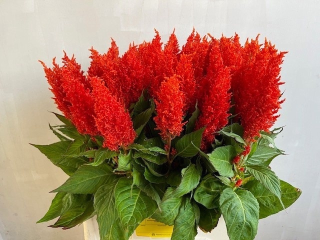 <h4>CEL P SUNDAY ORANGE</h4>