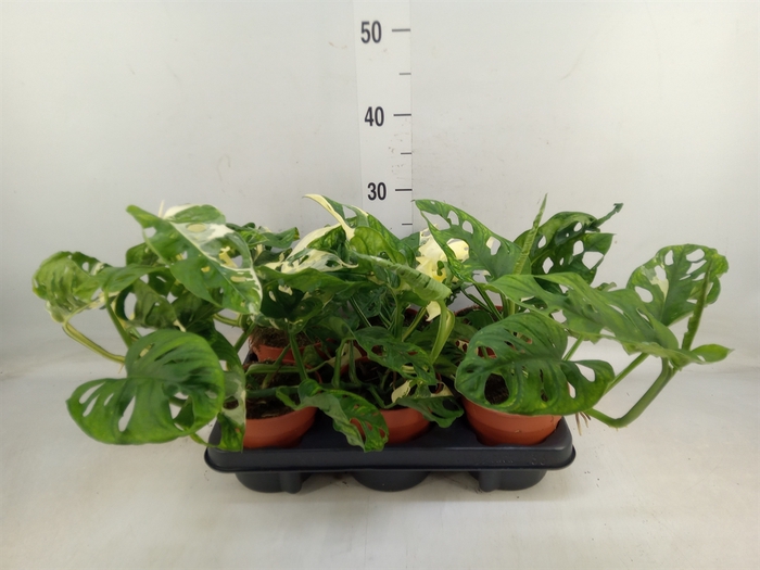 <h4>Monstera obliqua 'Leichtlinii'</h4>