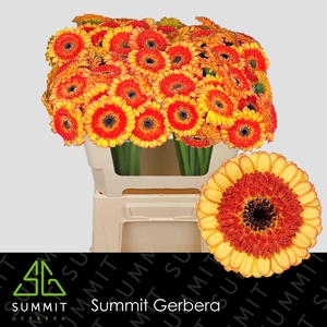 Gerbera MI 'Decora'