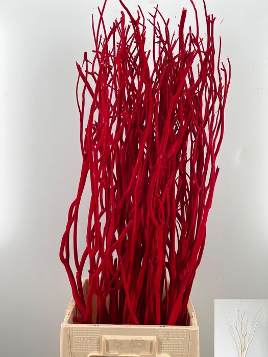 <h4>MITSUMATA H%</h4>