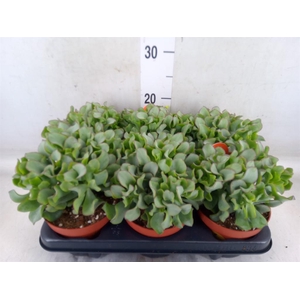 Crassula arborescens subsp. undilat