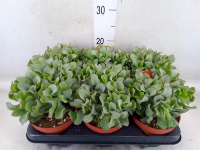 <h4>Crassula arborescens subsp. undilat</h4>