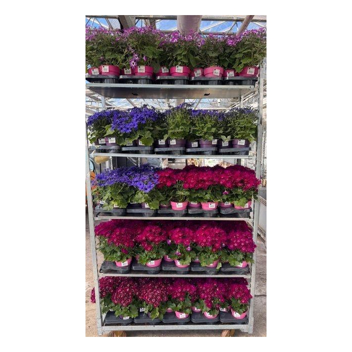 <h4>PERI C SEN MIXK</h4>