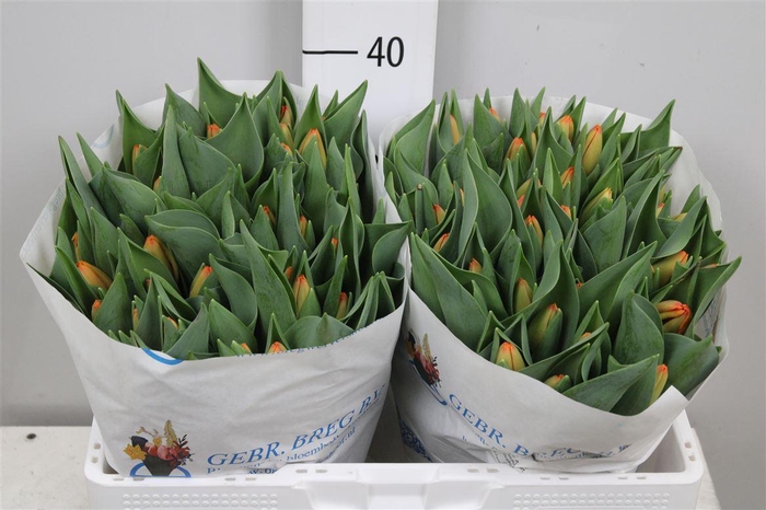 <h4>Tu En Time Out</h4>