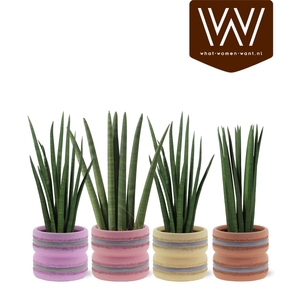 ARR SANSEVIERIA