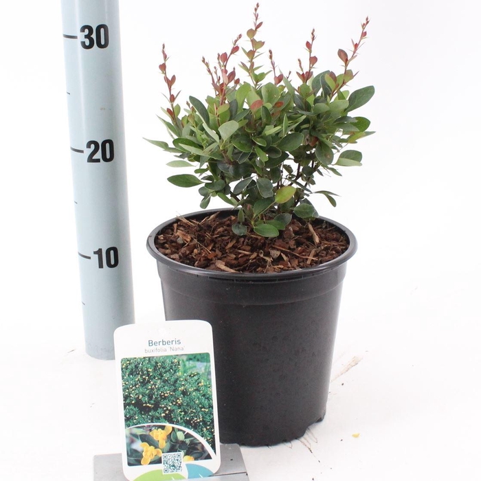 <h4>Berberis buxifolia Nana</h4>
