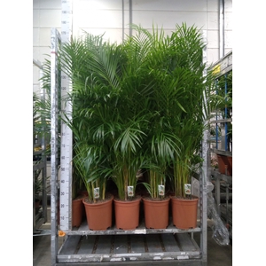 Dypsis lutescens   ...Chrysalidoca