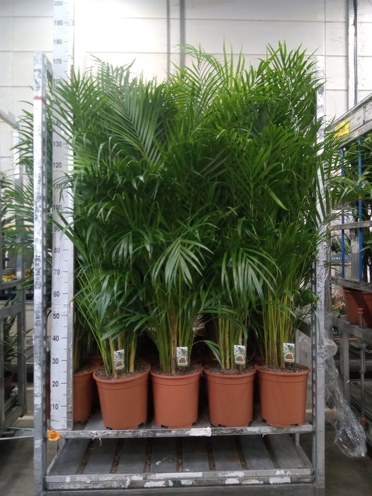 <h4>Dypsis lutescens   ...Chrysalidoca</h4>