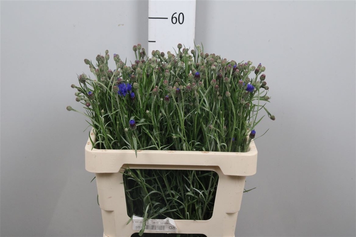<h4>Centau Cyanus</h4>