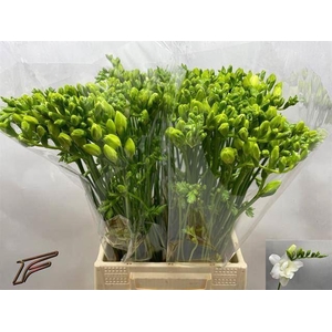 Freesia du Volante
