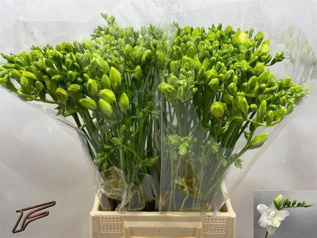 <h4>Freesia du Volante</h4>