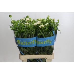 Ranunculus Butterfly Ariadne