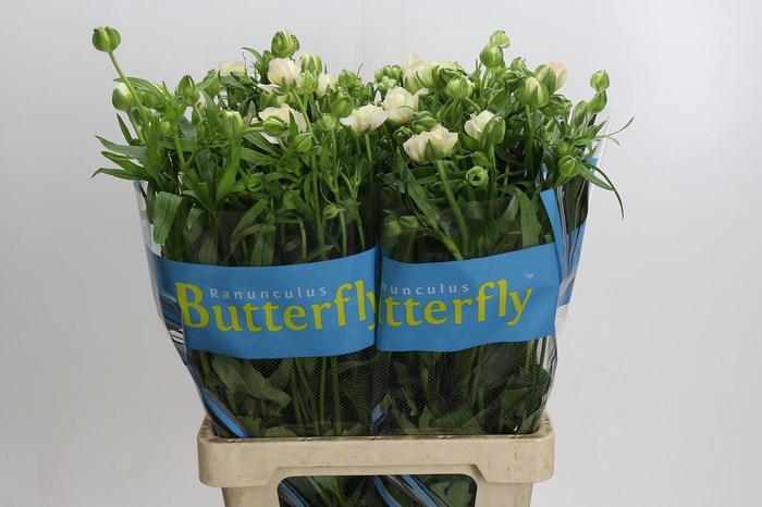 <h4>Ranunculus Butterfly Ariadne</h4>