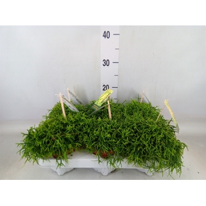 Rhipsalis baccifera 'Oasis'