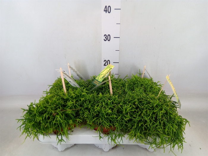 <h4>Rhipsalis baccifera 'Oasis'</h4>
