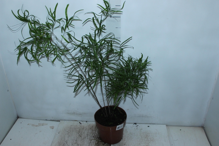 <h4>ASPARGO FALCATUS P17</h4>