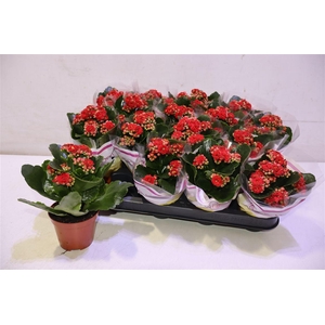 arr8 Kal Ge Rubio Red