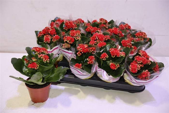 <h4>arr8 Kal Ge Rubio Red</h4>