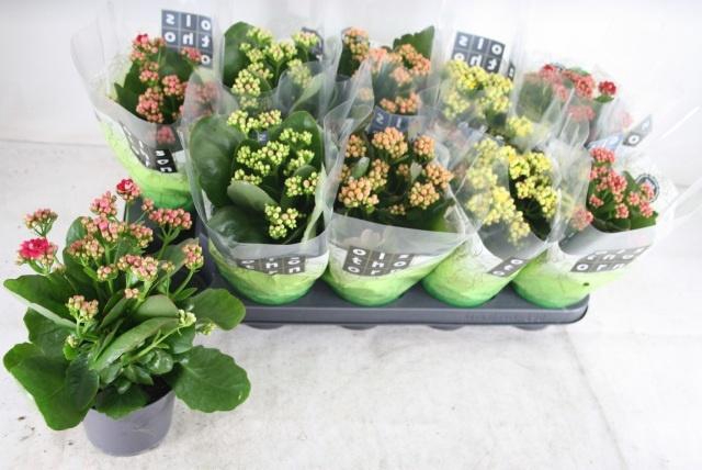 <h4>KAL GE GEM 5 KL</h4>