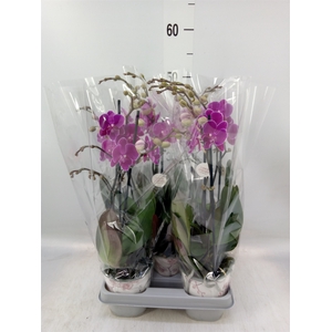 Phalaenopsis   ...lilac