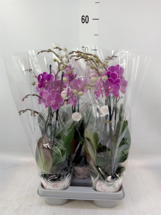 <h4>Phalaenopsis   ...lilac</h4>