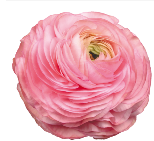 RANUN. ELEGANCE PINK PINK