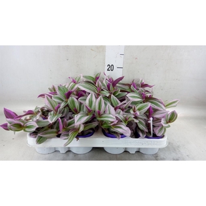 Tradescantia cerinth. 'Nanouk'