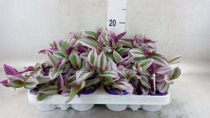 <h4>Tradescantia cerinth. 'Nanouk'</h4>
