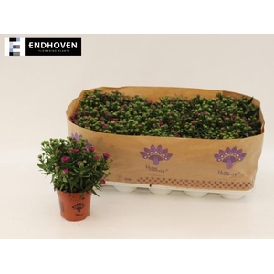 Aster Showm Magenta