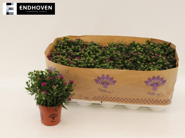 <h4>ASTER SHOWM MAGENTA</h4>