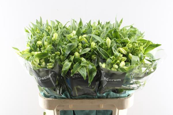 <h4>Alstr Virginia</h4>