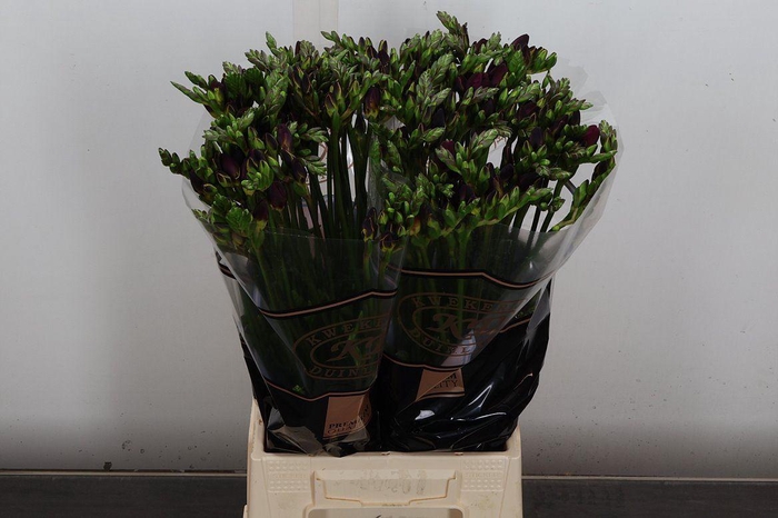 <h4>Fr Du Adele</h4>