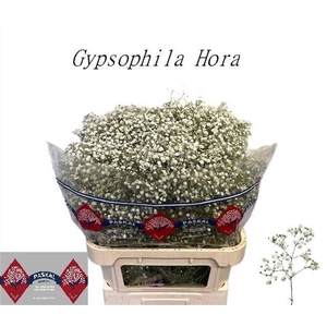 GYPS PA HORA